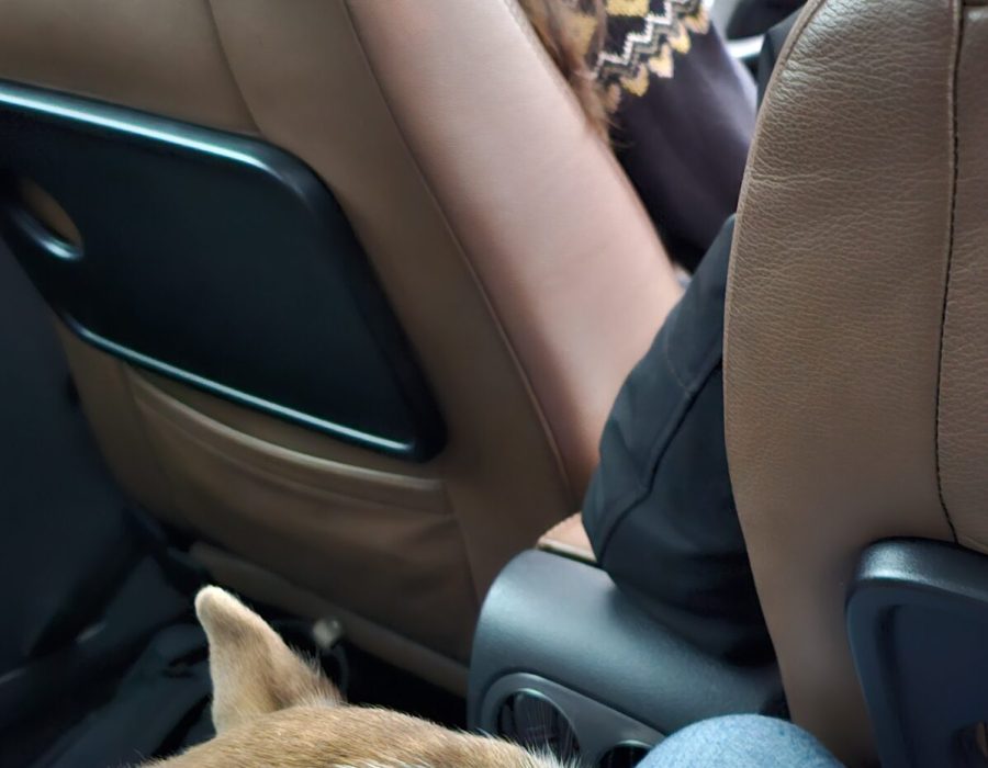 Gefeliciteerd Mijke in 1 keer geslaagd voor je rijbewijs!